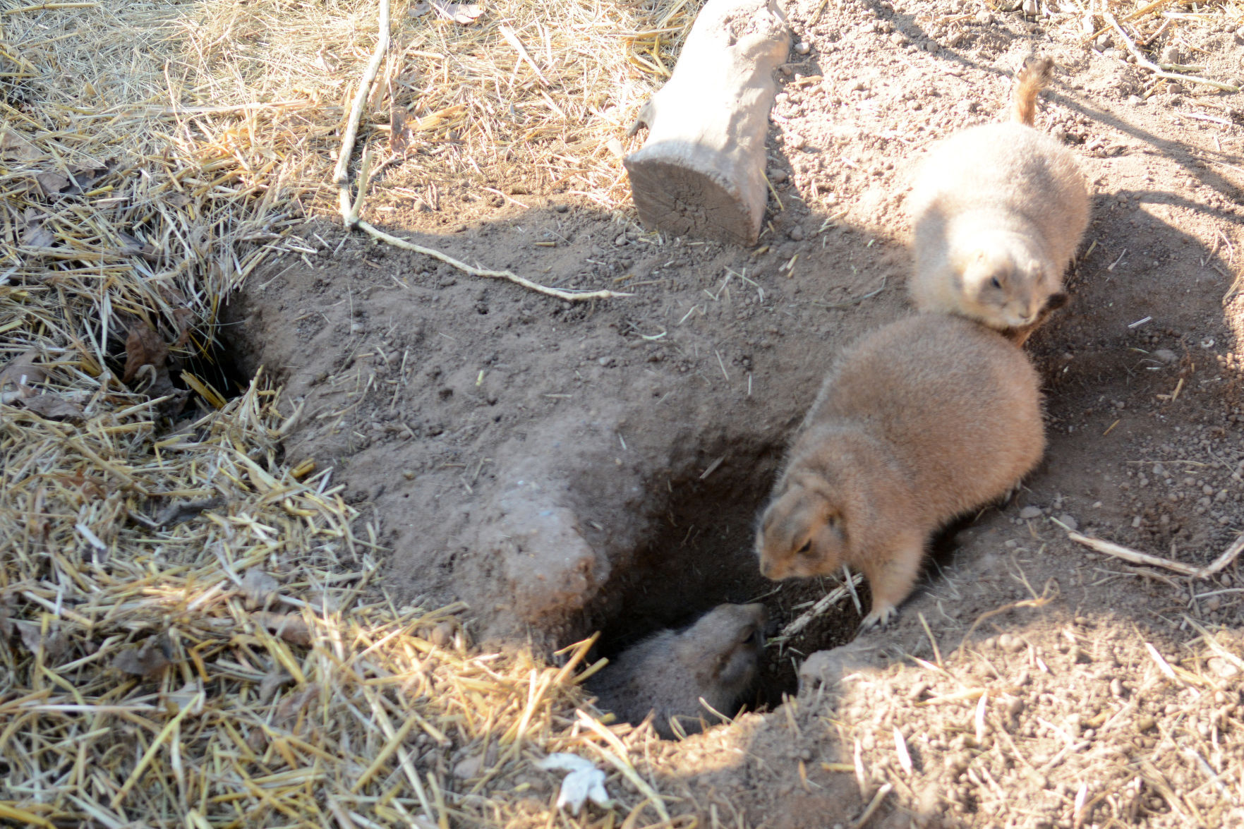 Scenes from Baraboo's Ochsner Park Zoo, Nov. 7, 2020